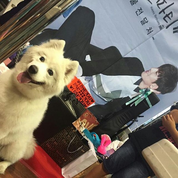 Loli guarding the presents for her master